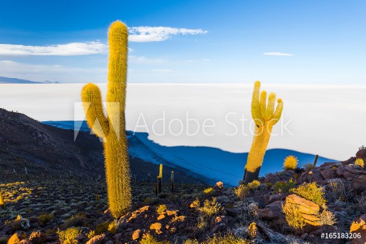 Picture of Huge cactuses Salar De Uyuni islands mountains scenic landscape